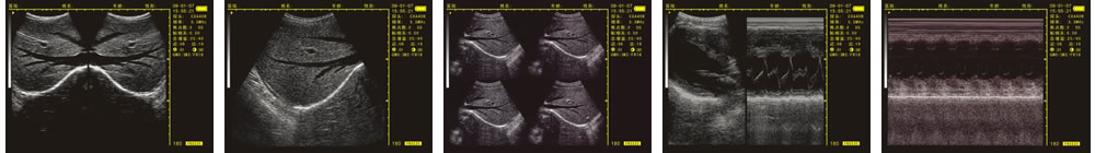 V-20掌上B型超聲診斷儀(動(dòng)物版)一流的數(shù)字成像技術(shù)，圖像更清晰
